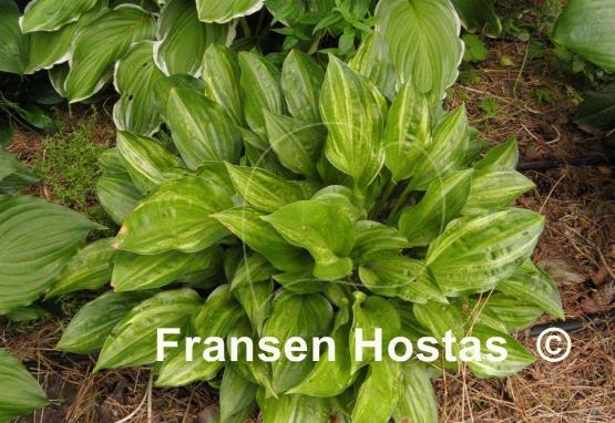 Hosta Korean Snow